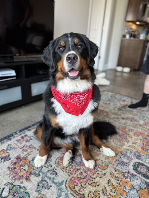 Bernese Mountain Dog puppies, Kardia and Vivaldi litter, July 2024