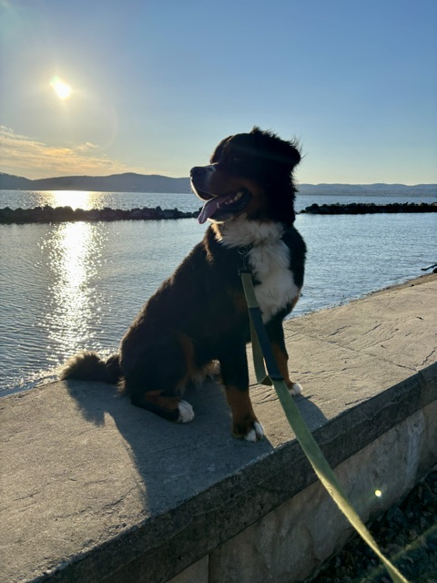 Bernese Mountain Dog puppies, Kardia and Vivaldi litter, July 2024