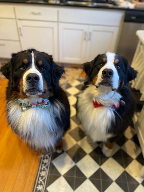 Bernese Mountain Dog puppies, Kardia and Louis litter, July 2023