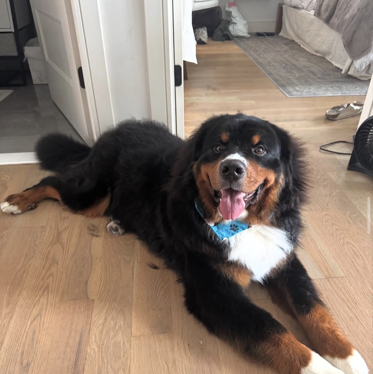Bernese Mountain Dog puppies, Kardia and Vivaldi litter, July 2024