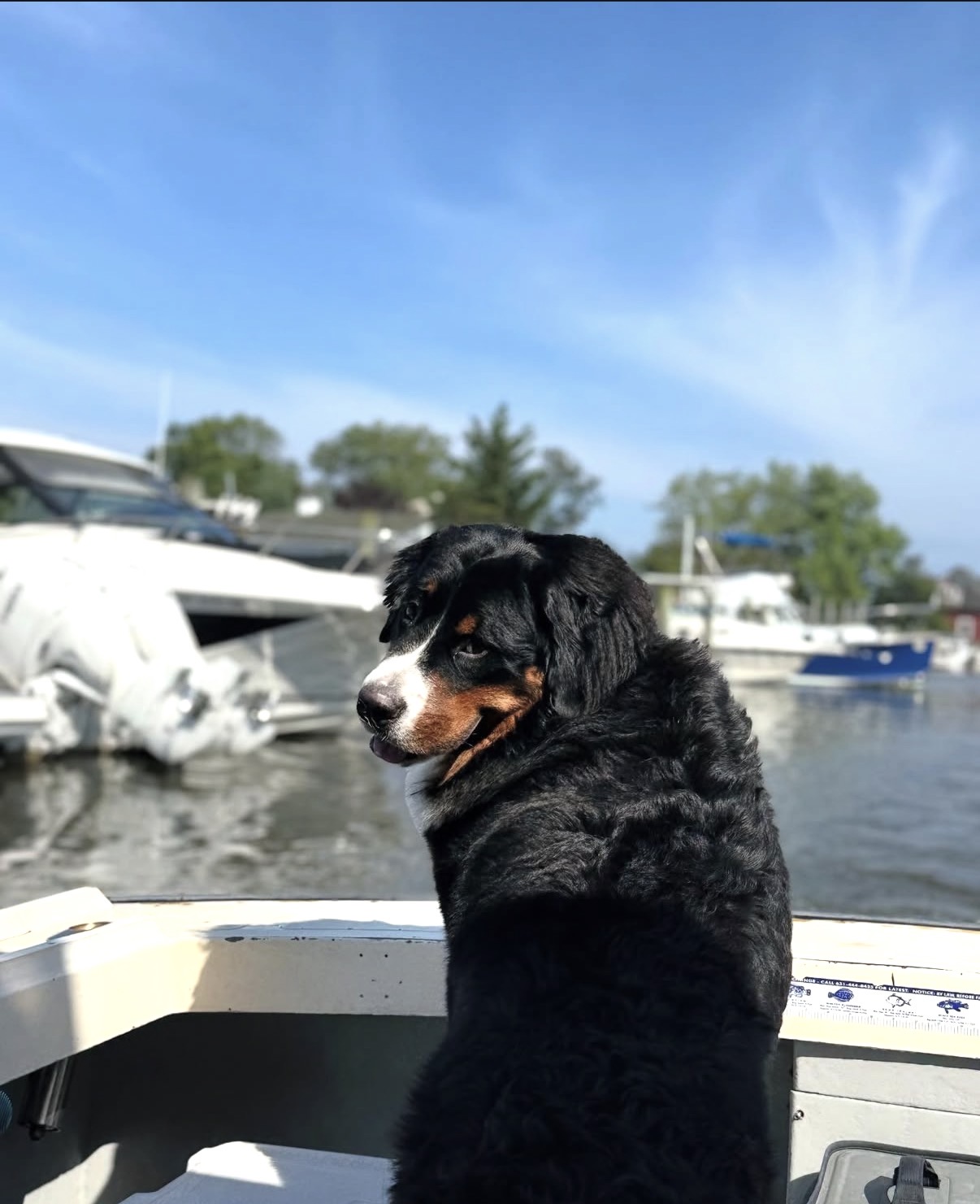 Bernese Mountain Dog puppies, Kardia and Vivaldi litter, July 2024