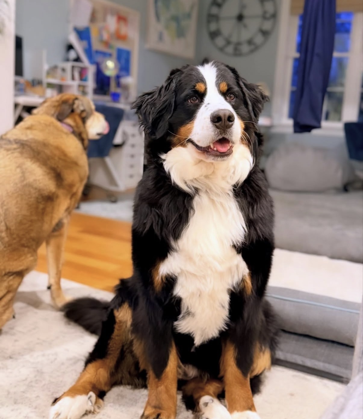 Bernese Mountain Dog puppies, Momo and Louis litter, April 2023