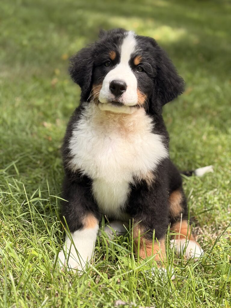 Momo and Vivaldi litter